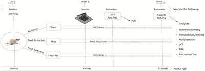 Refeeding partially reverses impaired fracture callus in undernourished rats